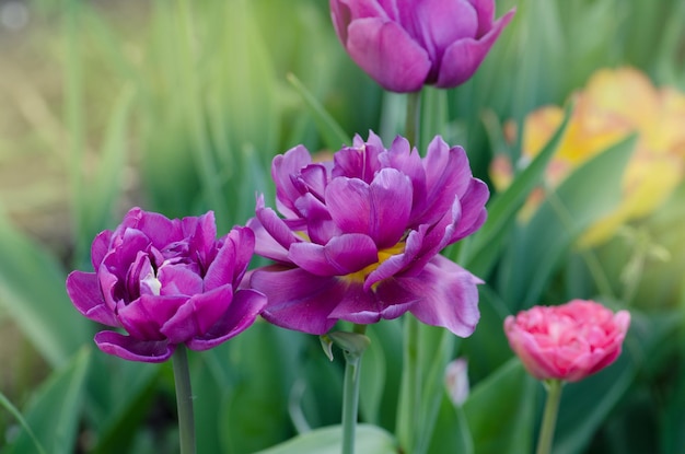 Tulipano fiore lilla dalla luce del sole Fiore tulipano viola Campo con tulipani viola lilla Tulipani che crescono in un'aiuola decorativa