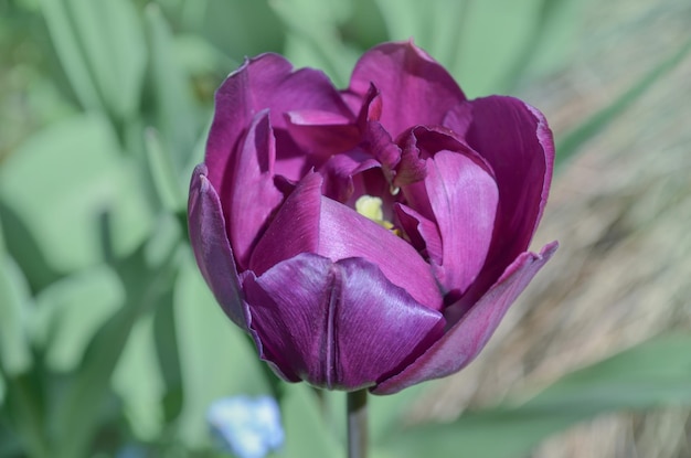 Tulipano fiore lilla dalla luce del sole Fiore tulipano viola Campo con tulipani viola lilla