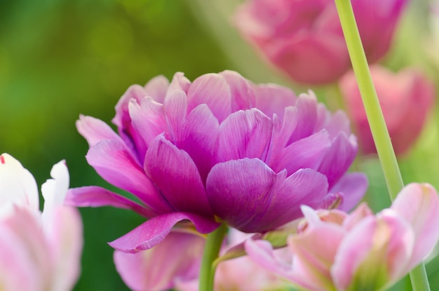 Tulipano fiore lilla in primavera Bellissimo tulipano viola in fiore sfondo