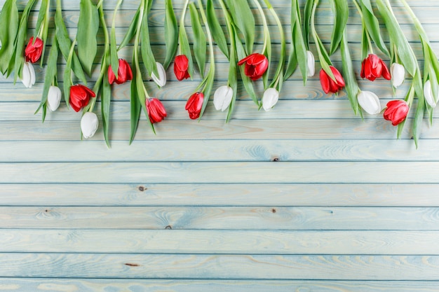 Tulipano fiori di primavera