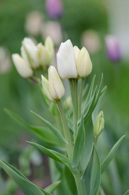 Tulipano giallo Akebono