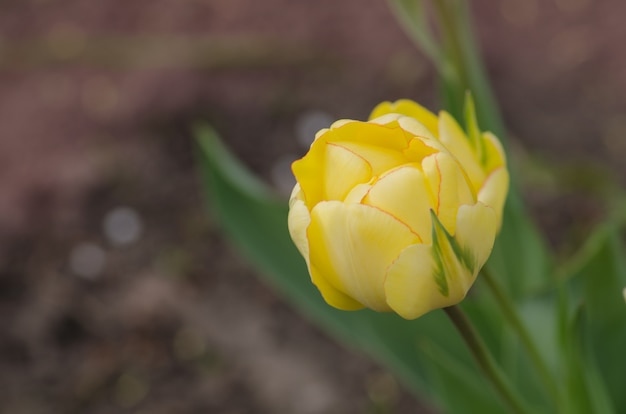 Tulipano giallo Akebono