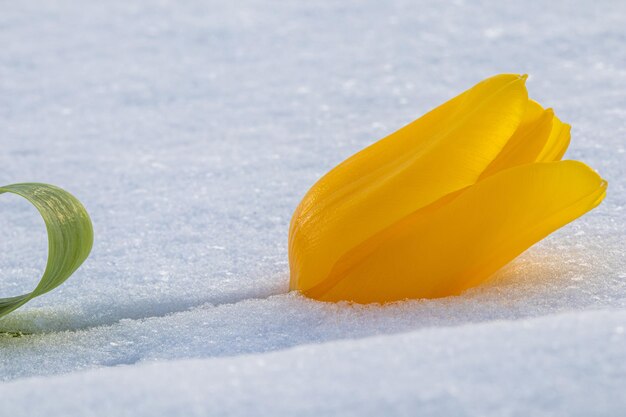 Tulipano giallo con foglie verdi su sfondo bianco di neve naturale. Concetto di vacanza di primavera.