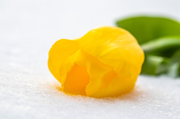 Tulipano giallo con foglie verdi su sfondo bianco di neve naturale