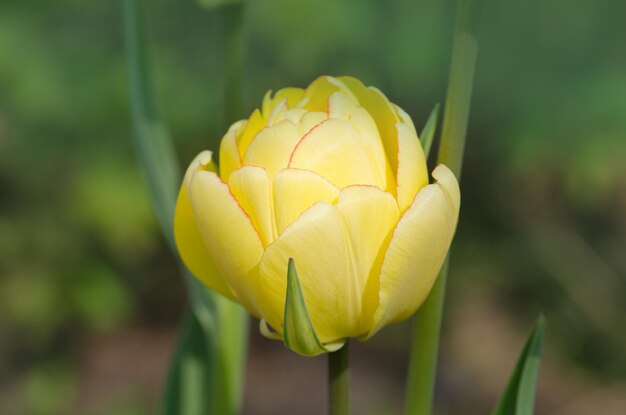 Tulipano giallo fiorito di peonia Tulip Double Beauty of Apeldoorn Toni luminosi di tulipano giallo e arancio dorato