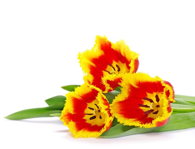 Tulipano giallo isolato su bianco