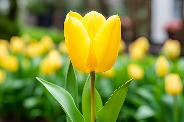 Tulipano giallo nel giardino