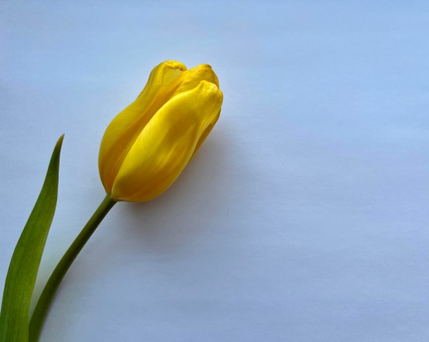 Tulipano giallo su sfondo chiaro fiore di primavera