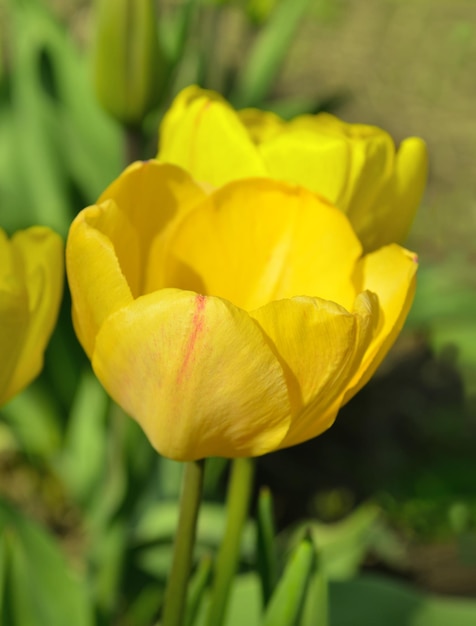 Tulipano giallo su sfondo verde Tulipano fiore di primavera in fiore