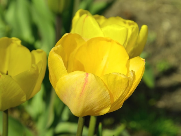 Tulipano giallo su sfondo verde Tulipano fiore di primavera in fiore