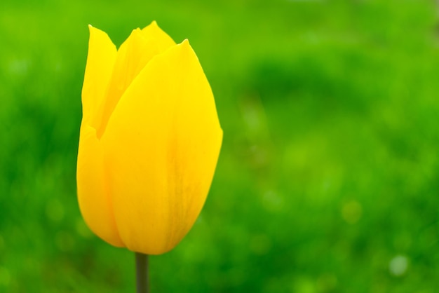 Tulipano giallo su uno sfondo sfocato di erba verde