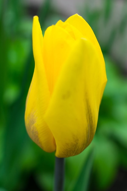 Tulipano giallo su uno sfondo sfocato di erba verdeCopiare lo spazio