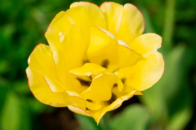 Tulipano giallo