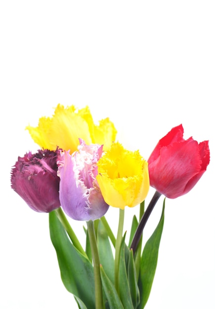Tulipano in fiore