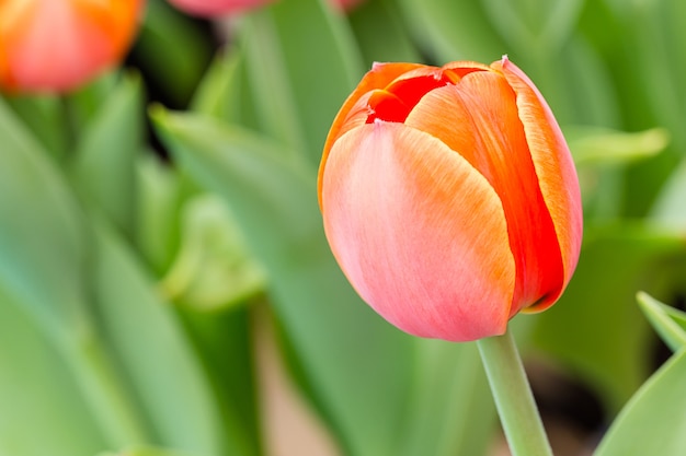 Tulipano in giardino