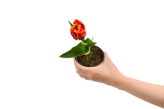 Tulipano in una pentola in mani di donna isolate su bianco.
