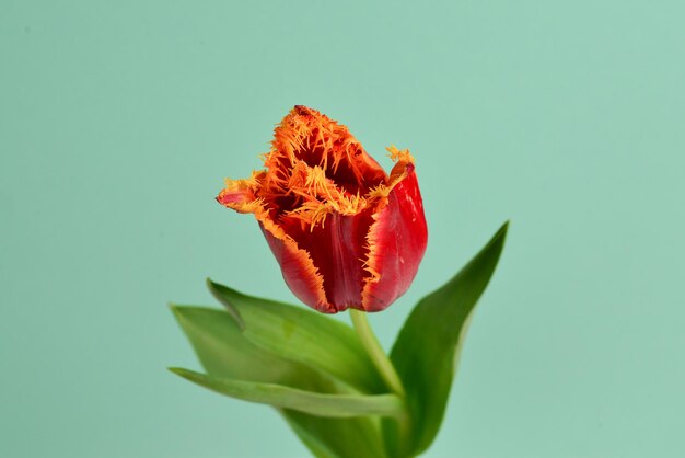 Tulipano in una pentola su sfondo rosso. Copia spazio.