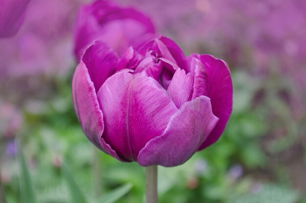 Tulipano lilla primo piano Tulipano viola doppio peonia