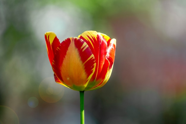 Tulipano nel parco in fiore