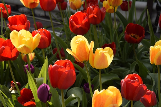 Tulipano nel primo piano del giardino di primavera