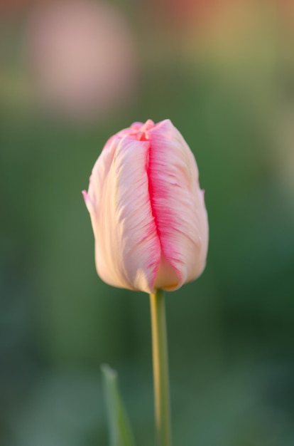 Tulipano pappagallo rosa Tulipano pappagallo bianco rosa pallido Pappagallo tulipano albicocca