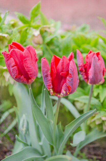 Tulipano pappagallo rosso