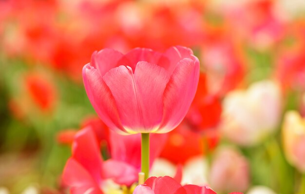Tulipano rosa all&#39;interno del giardino
