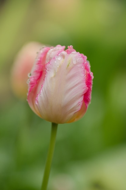 Tulipano rosa bellissimo pappagallo tricolore Tulipani fantasia pappagallo