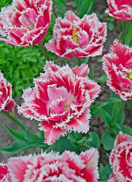 Tulipano rosa con frange in spugna