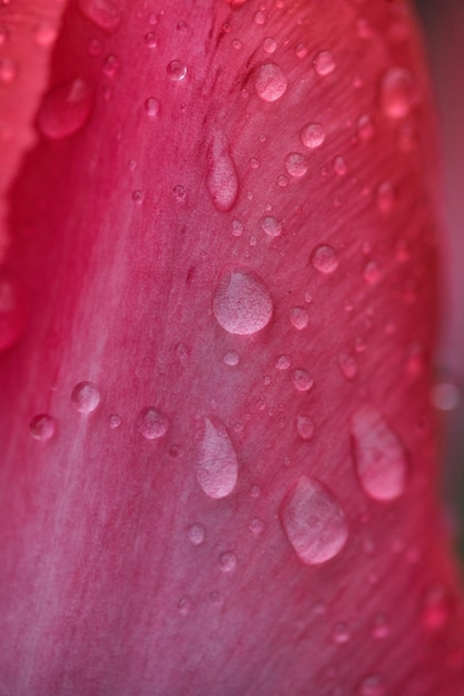 Tulipano rosa coperto di gocce dopo la pioggia