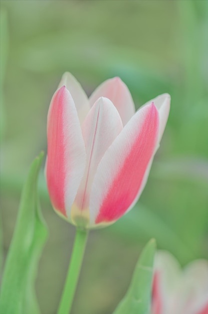 Tulipano rosa e bianco con base gialla