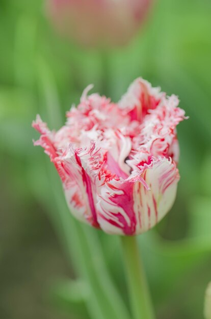 Tulipano rosa e bianco Rembrandt con petali di spugna