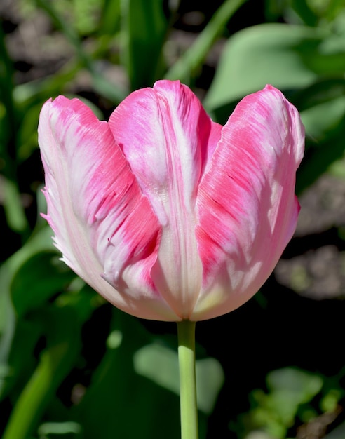 Tulipano rosa fiore di primavera su sfondo verde