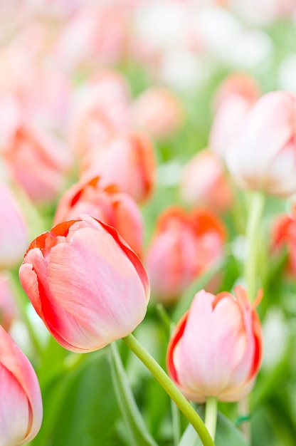 Tulipano rosa in giardino