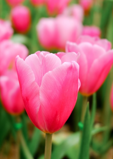 Tulipano rosa in un campo bellissimo.