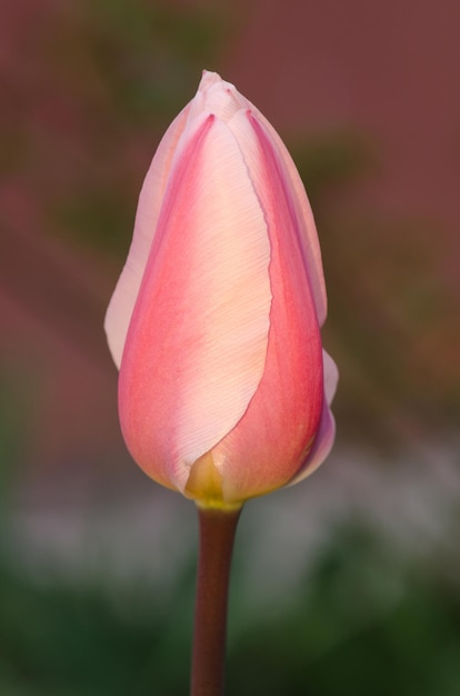 Tulipano rosa Mirella con una striscia bianca sul bordo