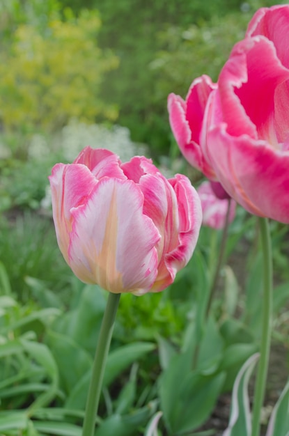 Tulipano rosa pappagallo