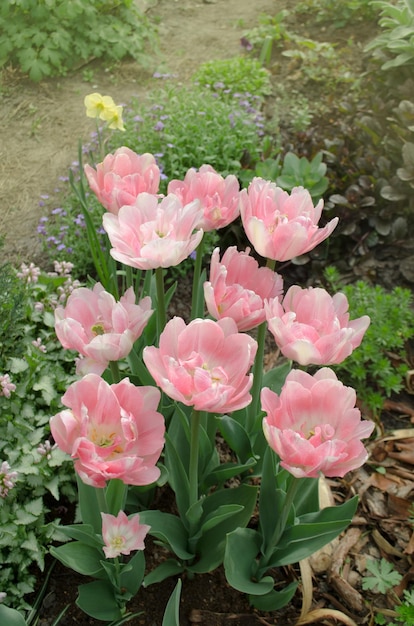 Tulipano rosa peonia in giardino