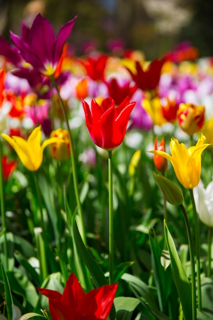 Tulipano rosa rosso e arancio