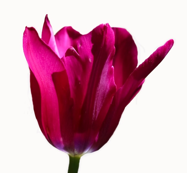 tulipano rosa scuro isolato su bianco