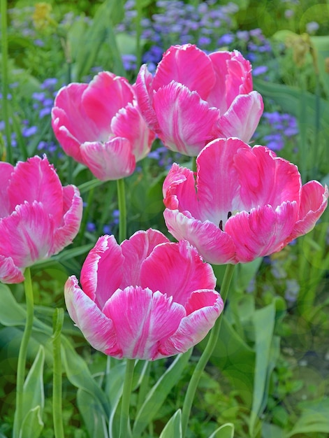 Tulipano rosa su sfondo verde Tulipano fiore di primavera in fiore