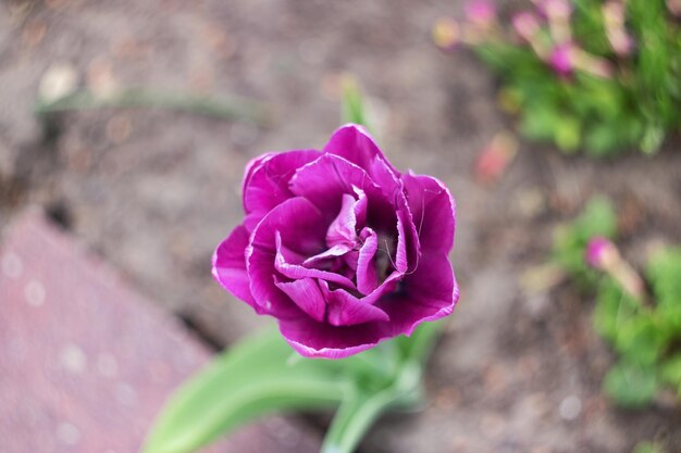 Tulipano rosa su un'aiuola si chiuda
