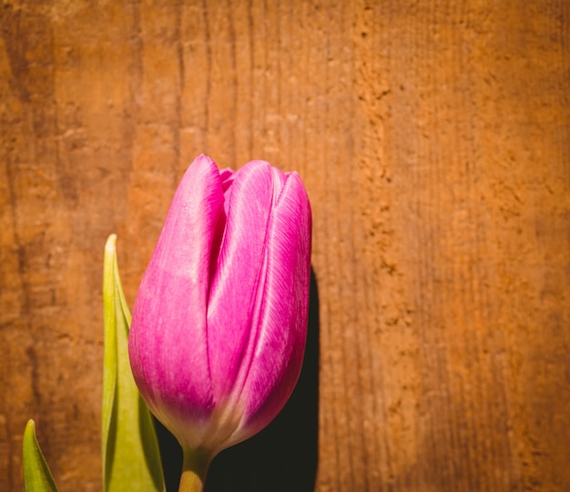 Tulipano rosa sul tavolo di legno