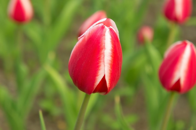 Tulipano rosso bianco