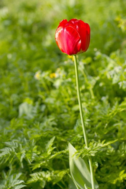 Tulipano rosso brillante