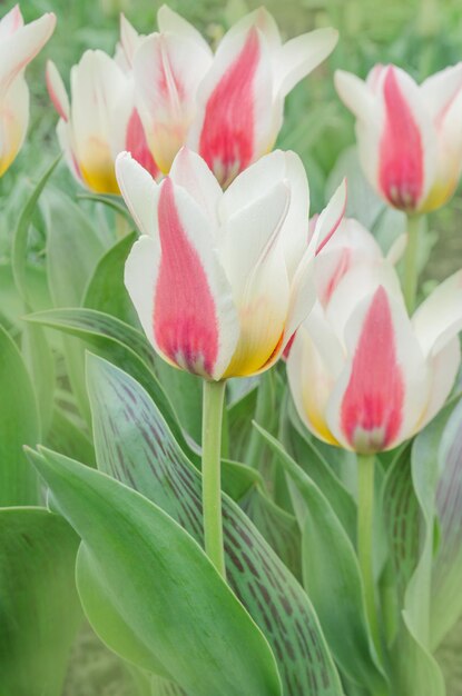 Tulipano rosso carminio con fogliame bianco bordato di colore verde screziato