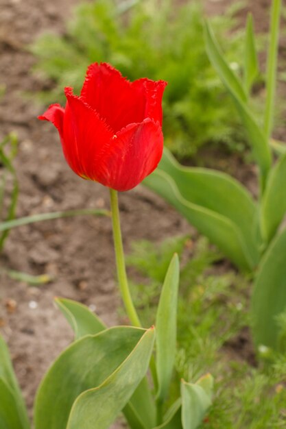 Tulipano rosso che cresce in un giardino con erba verde sfocata sullo sfondo. Vista ravvicinata.