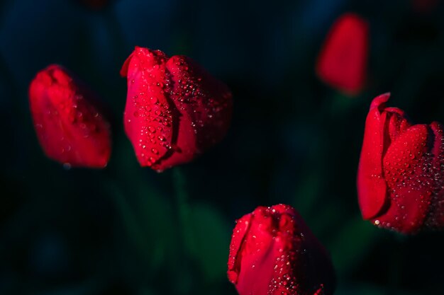 Tulipano rosso con gocce d'acqua su sfondo nero