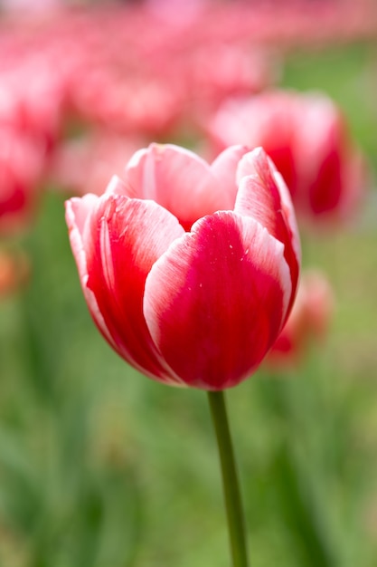 Tulipano rosso e bianco su un campo