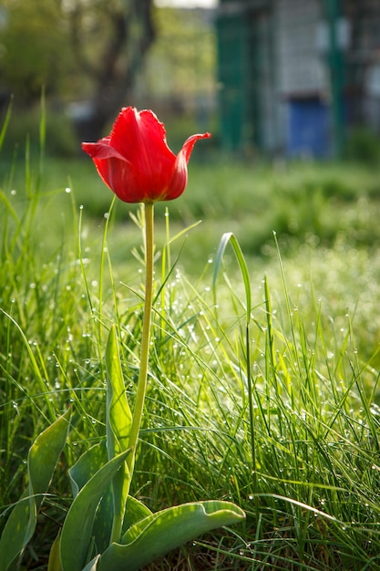 Tulipano rosso in erba verde con gocce di rugiada al mattino presto e con casa di campagna sullo sfondo. Profondità di campo. Messa a fuoco selettiva sul fiore.